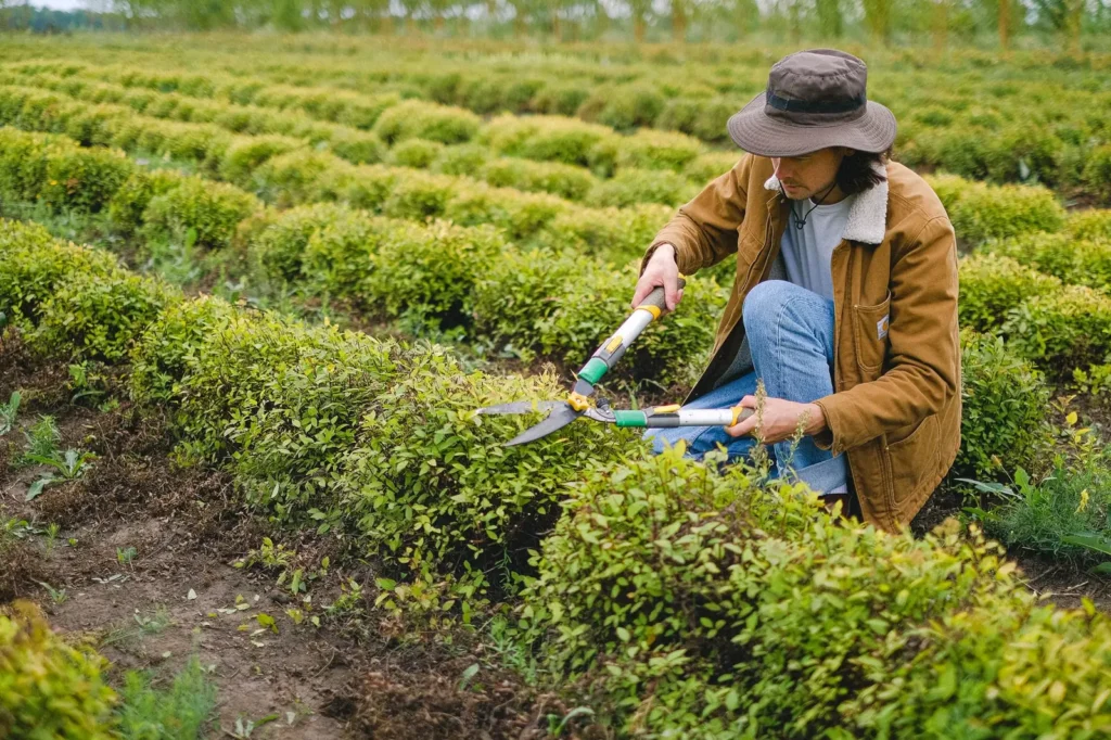 Gardener pruning hedges in a planted field