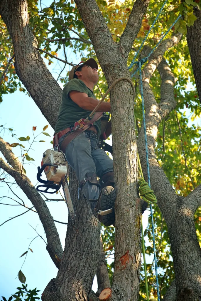 Arborist climbing a tree with safety gear