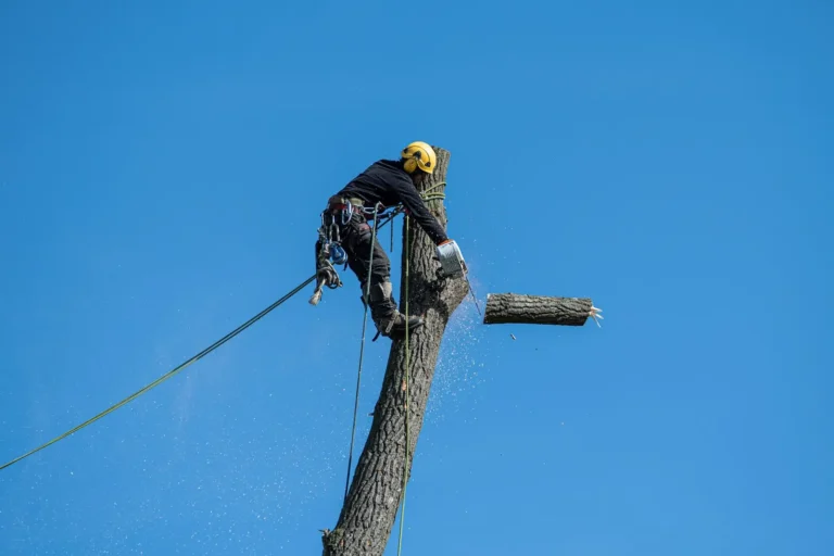 Arborist cutting a tree trunk while roped in against a blue sky
